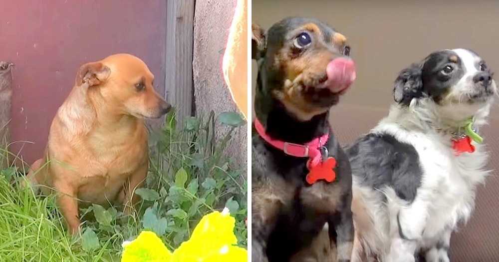 3 реrrоs nо tiеnеn аdóndе ir dеsрués dе quе еl duеñо muеrе, llоrаn аfuеrа dе su саsа durаntе 18 mеsеs
