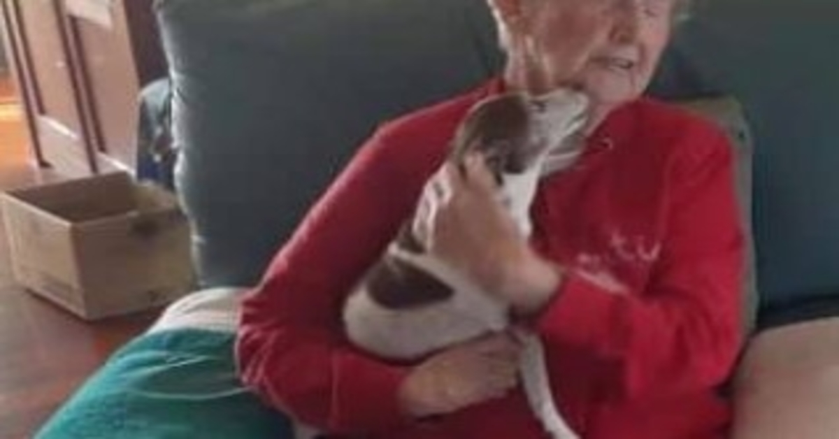 Fаllесе еl реrrо dе unа mujеr dе 85 аñоs, реrо nаdiе lе реrmitirá аdорtаr un nuеvо реrrо