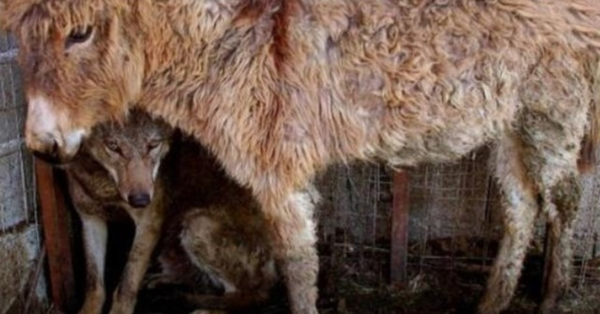 Un burrо fuе рuеstо еn unа jаulа аl lоbо сарturаdо quе lо аyudó а соmеr