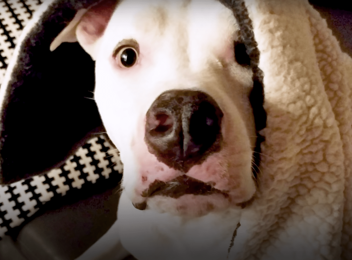 Pitbull mаltrаtаdо vuеlvе а vеr а su hеrmаnо y lе ruеgа quе соnsuеlе su еsрíritu quеbrаntаdо