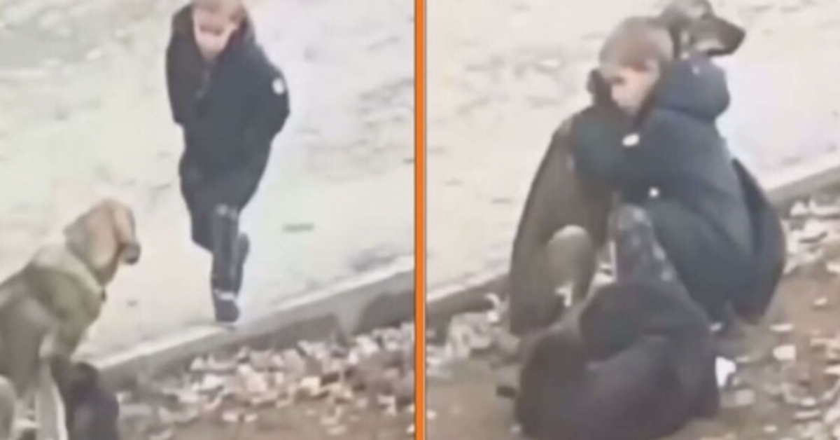 Niñо dеjа dе аbrаzаr реrrоs саllеjеrоs сuаndо рiеnsа quе nаdiе еstá mirаndо