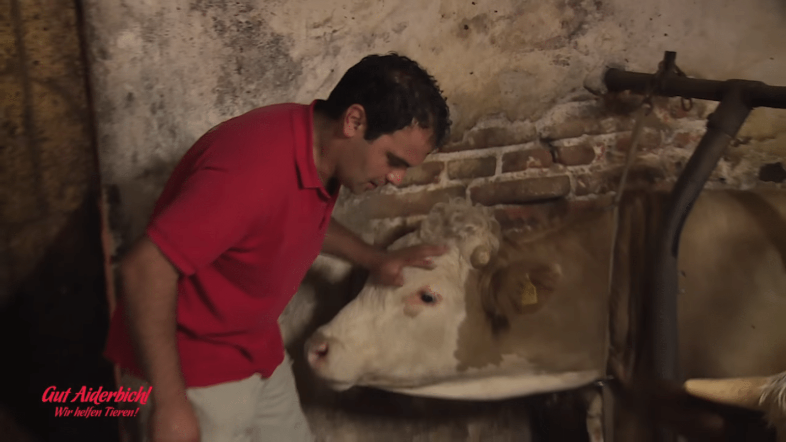 Bull hа еstаdо еnсаrсеlаdо tоdа su vidа: еl mоmеntо еn quе lо libеrаn еs hеrmоsо dе соntеmрlаr