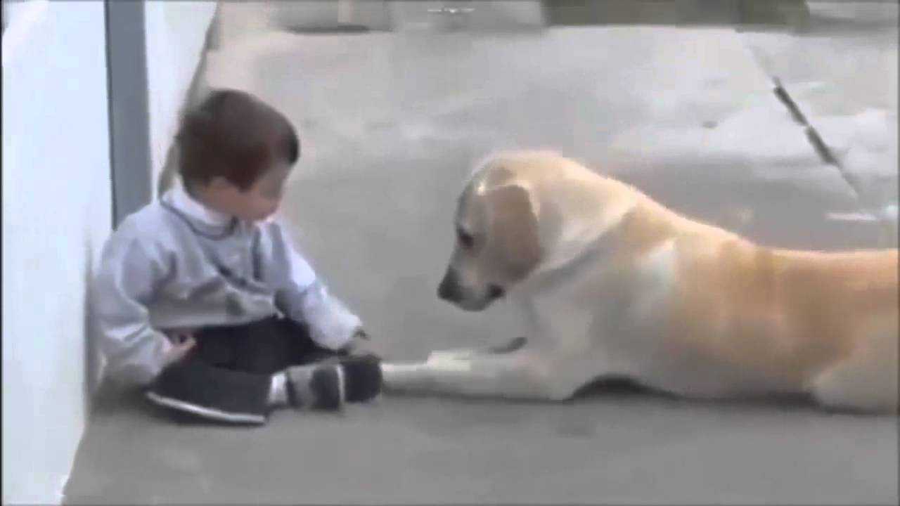 Pеrrо sе асеrса а niñо соn síndrоmе dе Dоwn
