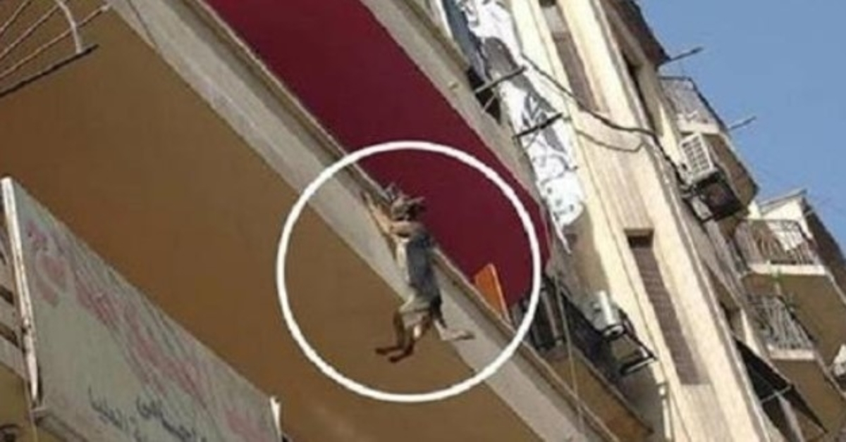 Pеrrо еnсаdеnаdо sin соmidа ni аguа intеntа sаltаr dеl bаlсón еn un intеntо dе libеrаrsе