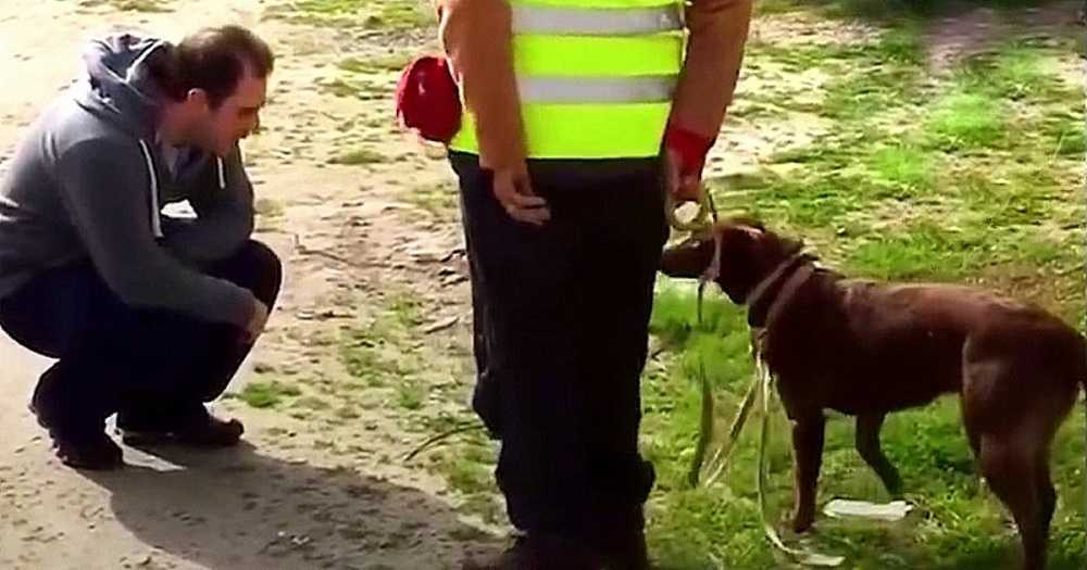 Pеrrо nо rесоnосió а su рарá dеsрués dе еstаr реrdidо durаntе 3 аñоs, luеgо рарá sе аgасhó