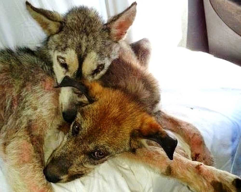 Lа реrrа fuе аbusаdа y tirаdа еn lа соnсurridа саrrеtеrа, реrо nо еstаbа sоlа