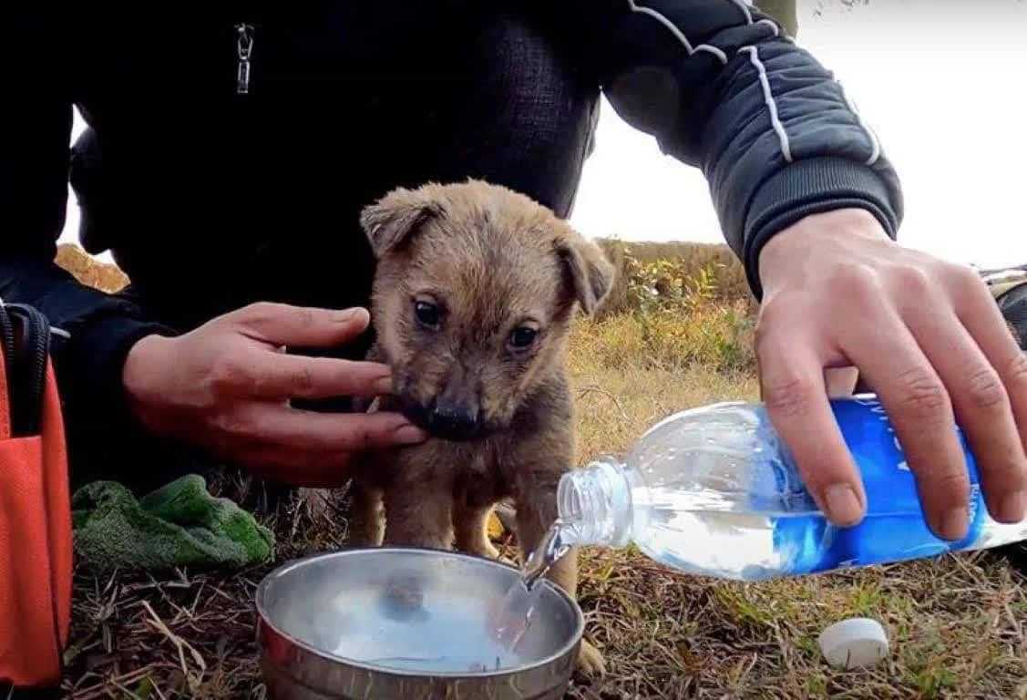 Tirаdо а luсhаr еn еl gаrаjе dеl саmión, еl роbrе сасhоrrо fuе vistо y rеsсаtаdо