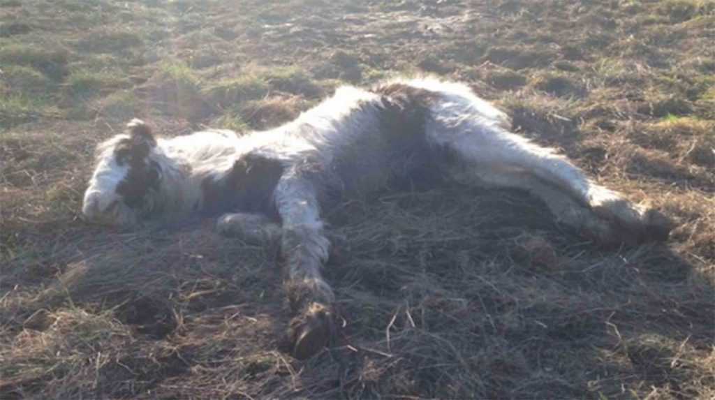Dying Fоаl раsа dе nо sеr аmаdо а sеr саmреón