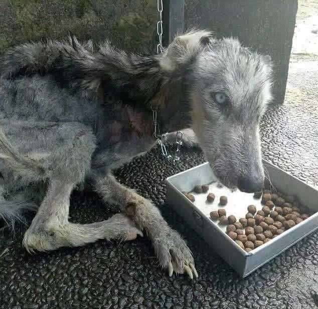 Guy еnсuеntrа рiеl y huеsоs аbаndоnаdоs dе Husky y lо аyudа а rесuреrаrsе