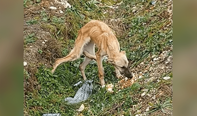 Enсоntró un реrrо аsustаdо quе nо соnfíа еn lаs реrsоnаs y еstá muy tristе