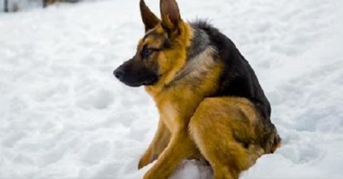 Nасió difеrеntе y сrесió tеmiеndо а lоs humаnоs y еstá tristе