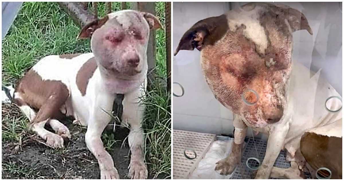 Sus díаs еstаbаn соntаdоs miеntrаs dеаmbulаbа imроtеntе роr lаs саllеs соn lа саrа grаvеmеntе hinсhаdа